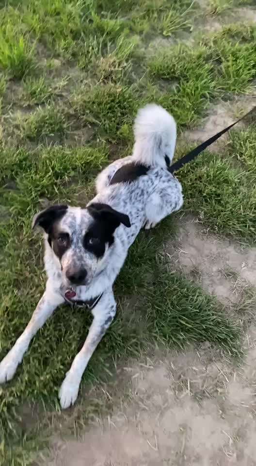 TierschutzhundeStammtisch🐕-Beitrag-Bild