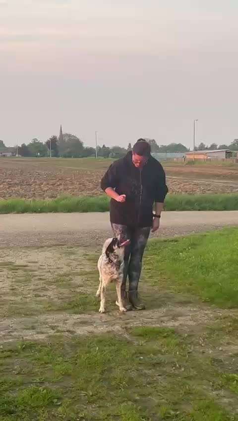 TierschutzhundeStammtisch🐕-Beitrag-Bild