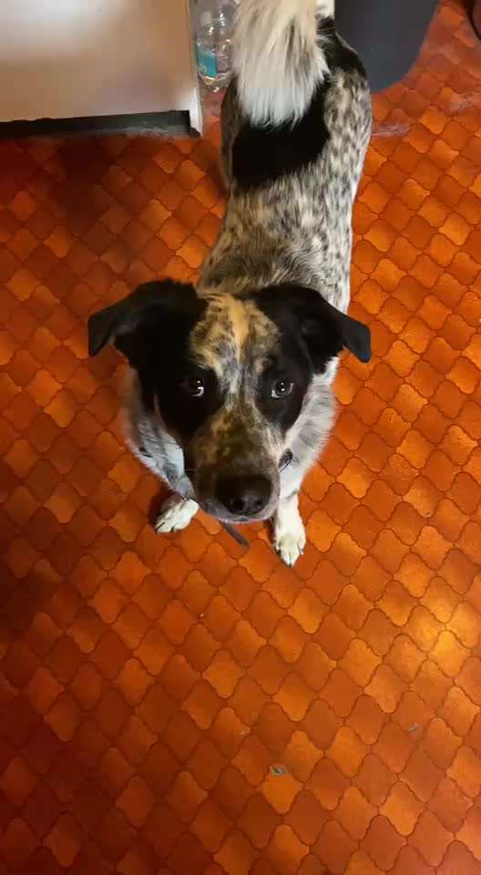 TierschutzhundeStammtisch🐕-Beitrag-Bild