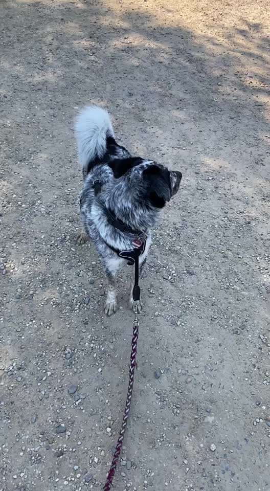 TierschutzhundeStammtisch🐕-Beitrag-Bild