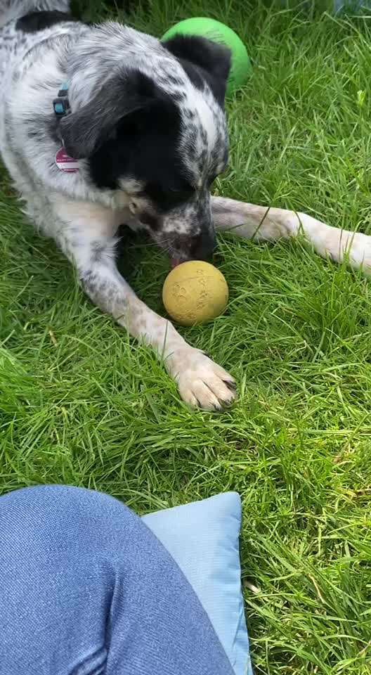 TierschutzhundeStammtisch🐕-Beitrag-Bild
