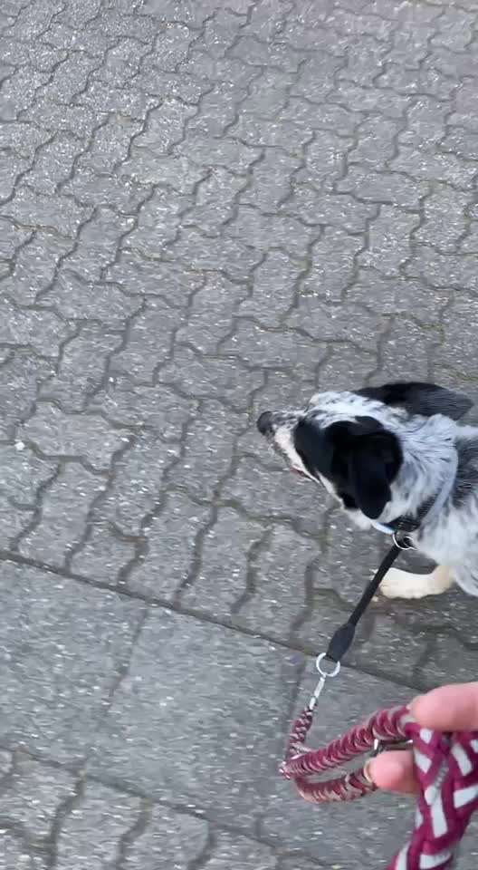 TierschutzhundeStammtisch🐕-Beitrag-Bild