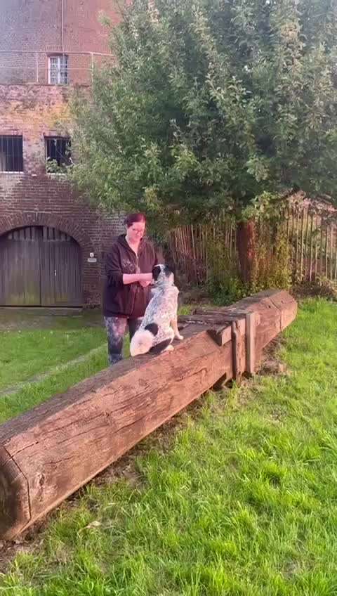 TierschutzhundeStammtisch🐕-Beitrag-Bild