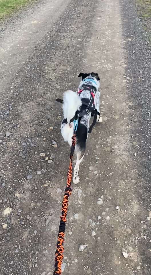 TierschutzhundeStammtisch🐕-Beitrag-Bild