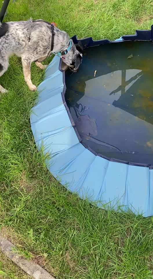 TierschutzhundeStammtisch🐕-Beitrag-Bild