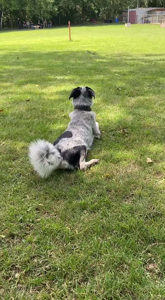 TierschutzhundeStammtisch🐕-Beitrag-Bild