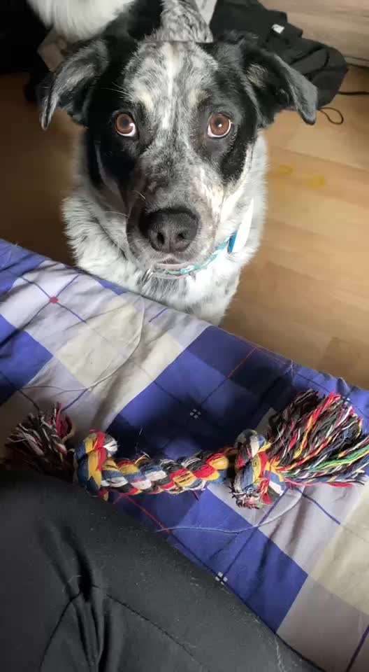 TierschutzhundeStammtisch🐕-Beitrag-Bild