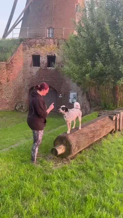 TierschutzhundeStammtisch🐕-Beitrag-Bild