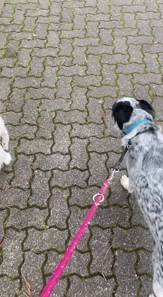 TierschutzhundeStammtisch🐕-Beitrag-Bild