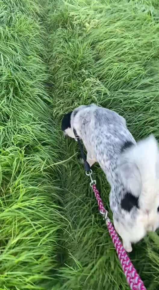 TierschutzhundeStammtisch🐕-Beitrag-Bild