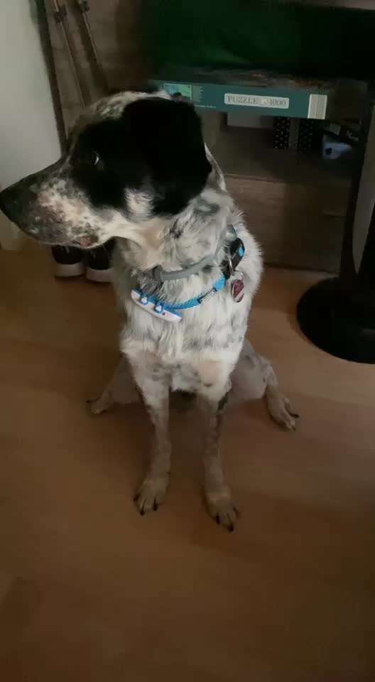 TierschutzhundeStammtisch🐕-Beitrag-Bild