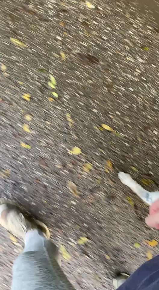 TierschutzhundeStammtisch🐕-Beitrag-Bild