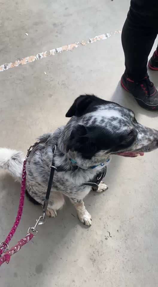 TierschutzhundeStammtisch🐕-Beitrag-Bild