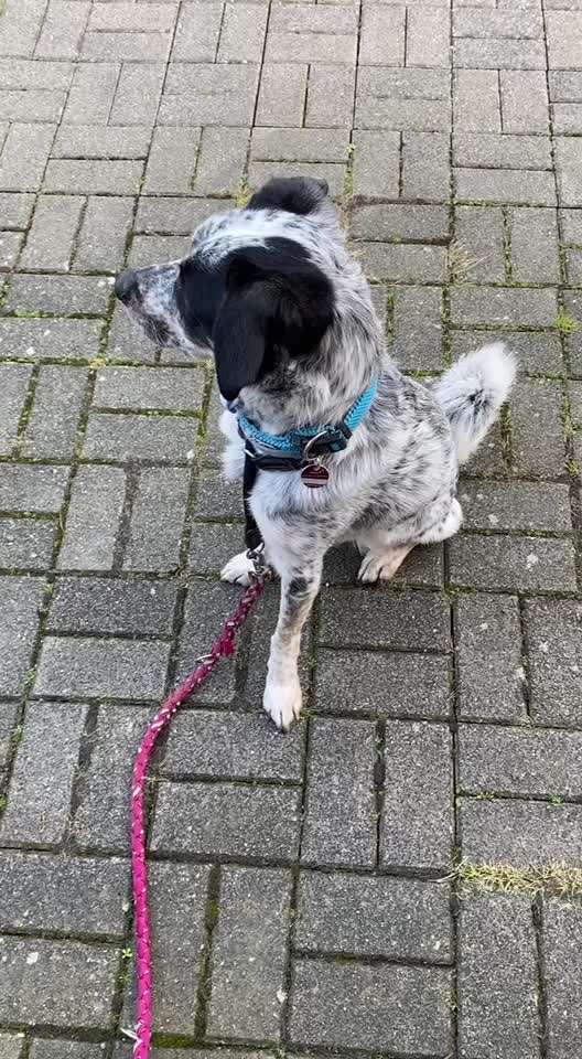 TierschutzhundeStammtisch🐕-Beitrag-Bild