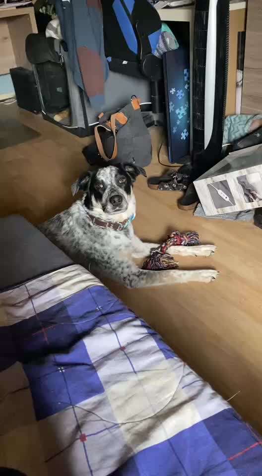 TierschutzhundeStammtisch🐕-Beitrag-Bild