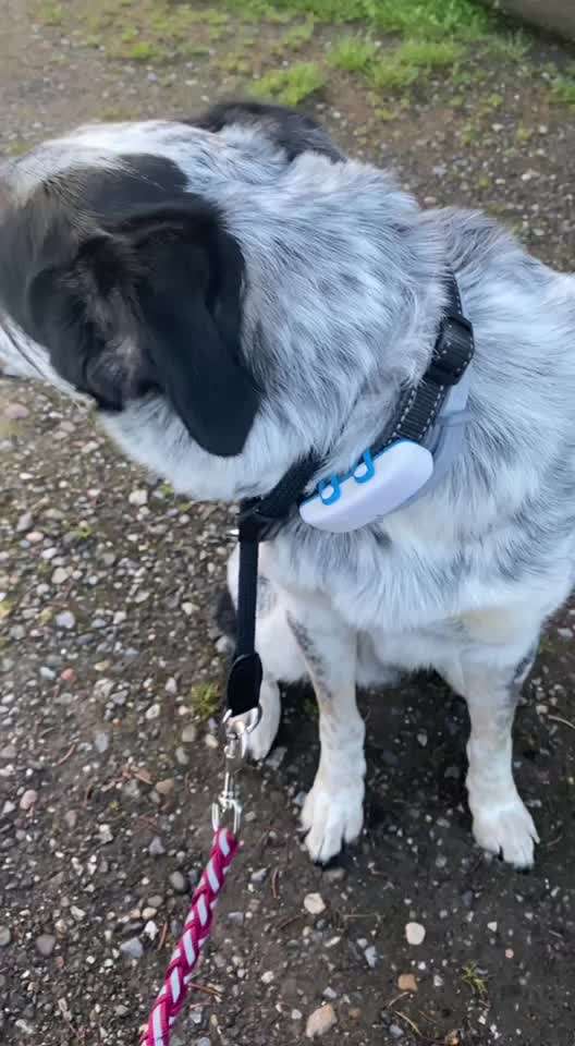 TierschutzhundeStammtisch🐕-Beitrag-Bild