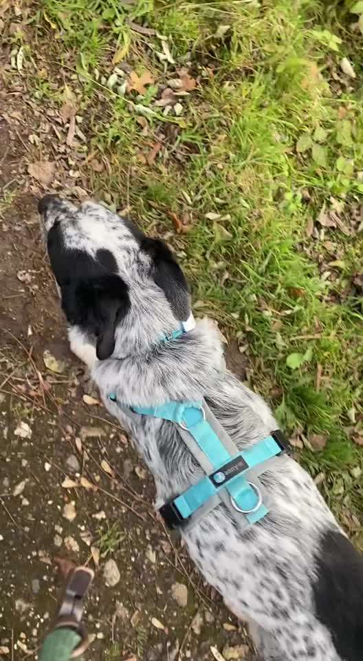 TierschutzhundeStammtisch🐕-Beitrag-Bild