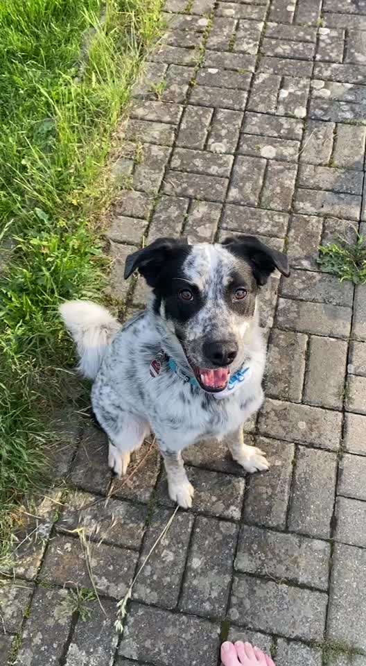 TierschutzhundeStammtisch🐕-Beitrag-Bild