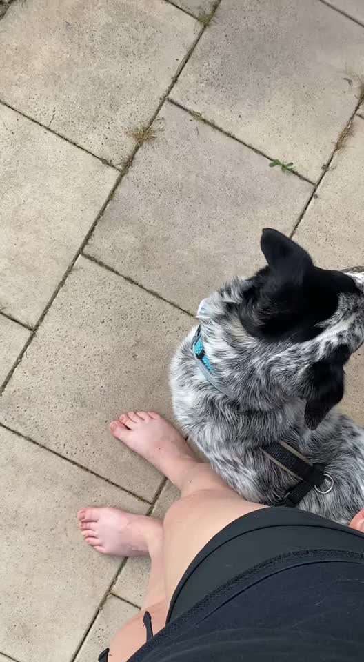 TierschutzhundeStammtisch🐕-Beitrag-Bild