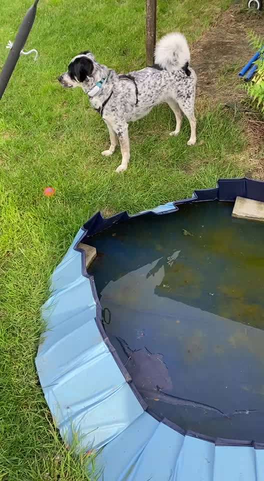 TierschutzhundeStammtisch🐕-Beitrag-Bild