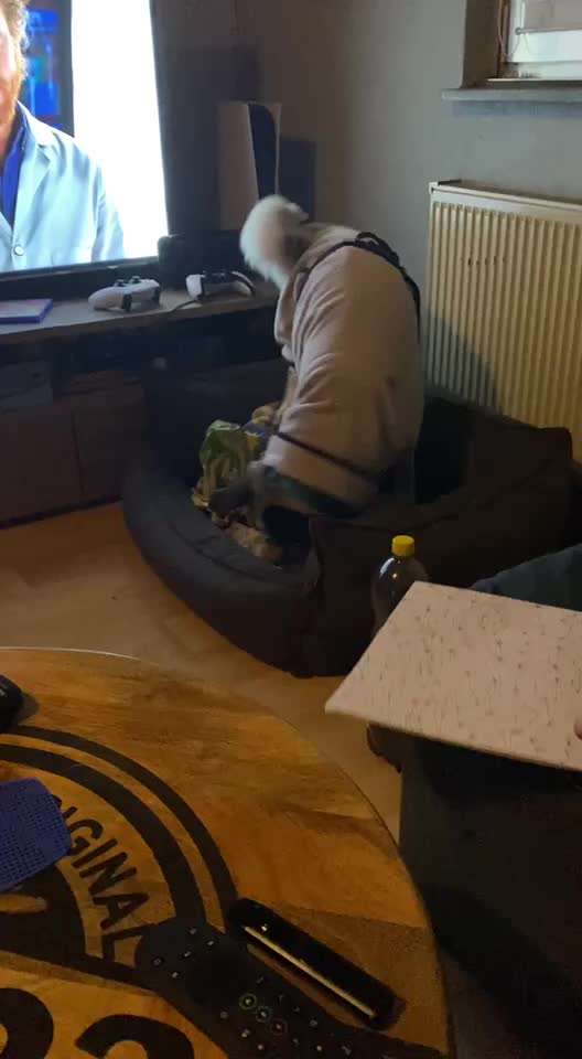 TierschutzhundeStammtisch🐕-Beitrag-Bild