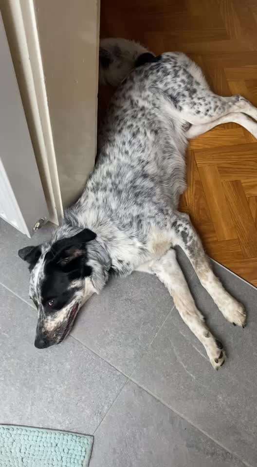 TierschutzhundeStammtisch🐕-Beitrag-Bild