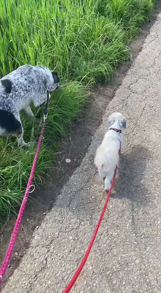 TierschutzhundeStammtisch🐕-Beitrag-Bild