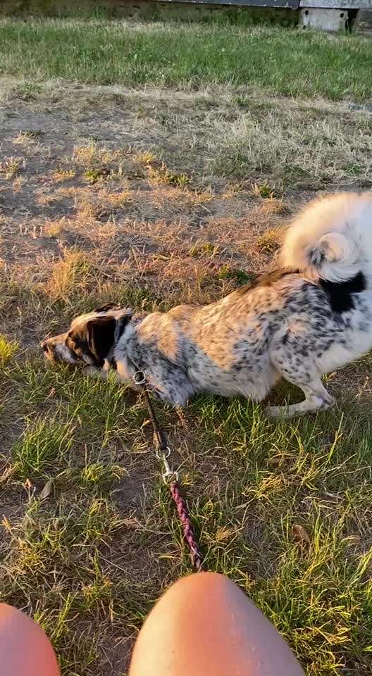 TierschutzhundeStammtisch🐕-Beitrag-Bild