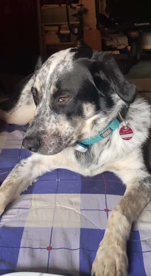 TierschutzhundeStammtisch🐕-Beitrag-Bild