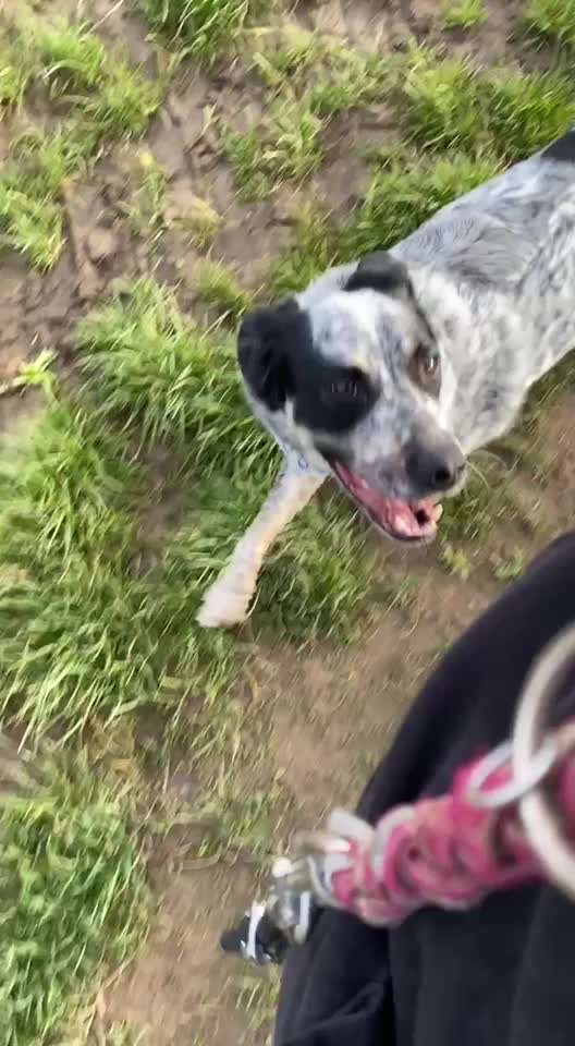 TierschutzhundeStammtisch🐕-Beitrag-Bild