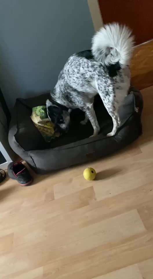 TierschutzhundeStammtisch🐕-Beitrag-Bild