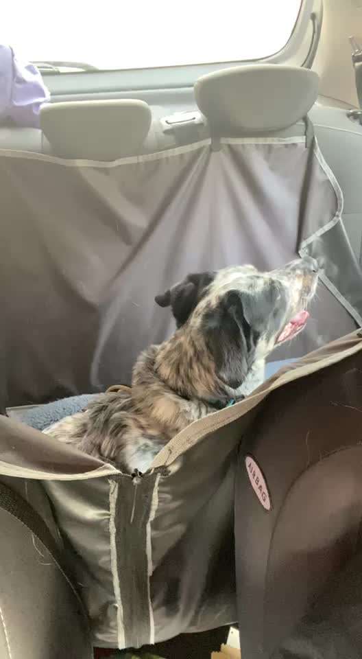 TierschutzhundeStammtisch🐕-Beitrag-Bild