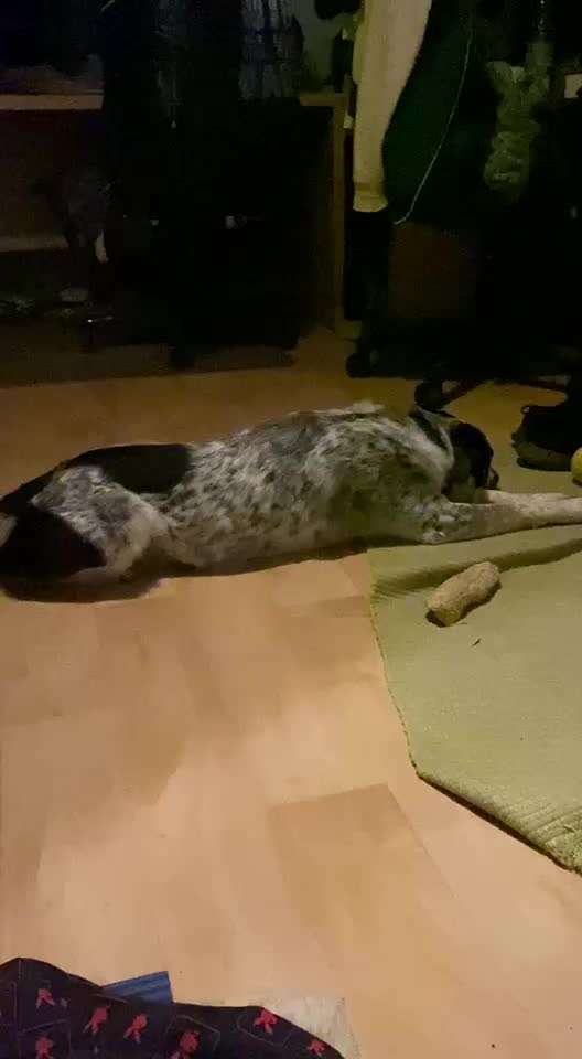 TierschutzhundeStammtisch🐕-Beitrag-Bild