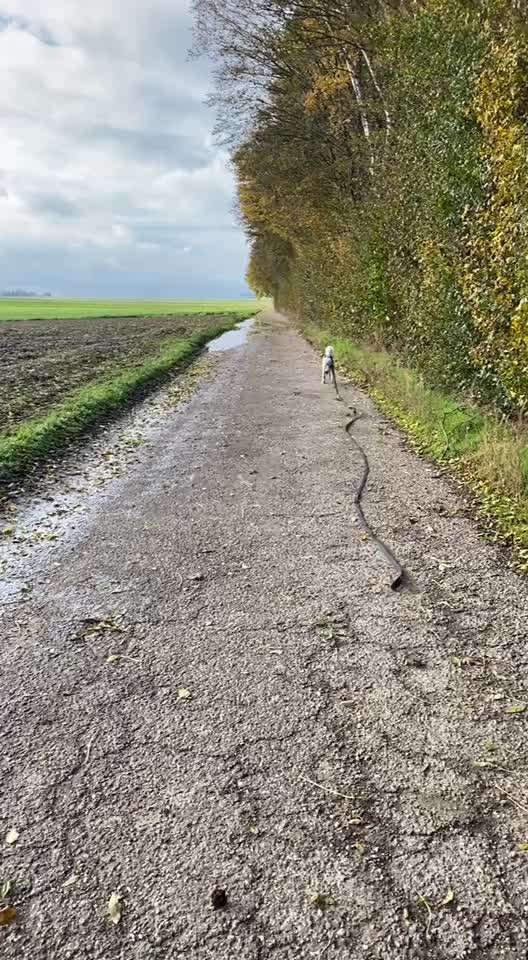 TierschutzhundeStammtisch🐕-Beitrag-Bild