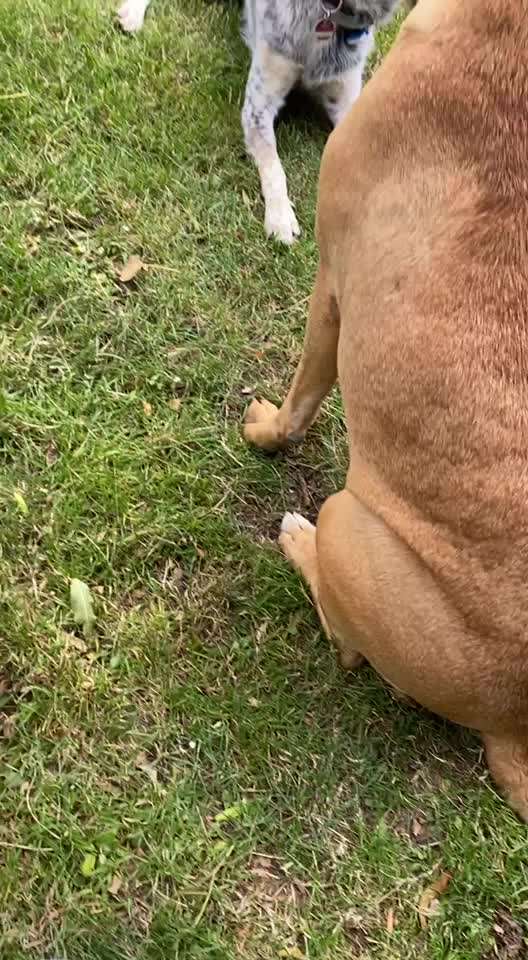 TierschutzhundeStammtisch🐕-Beitrag-Bild