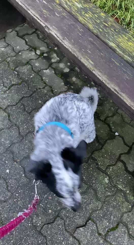 TierschutzhundeStammtisch🐕-Beitrag-Bild