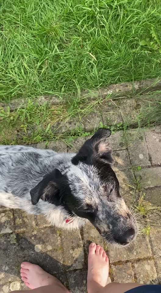 TierschutzhundeStammtisch🐕-Beitrag-Bild