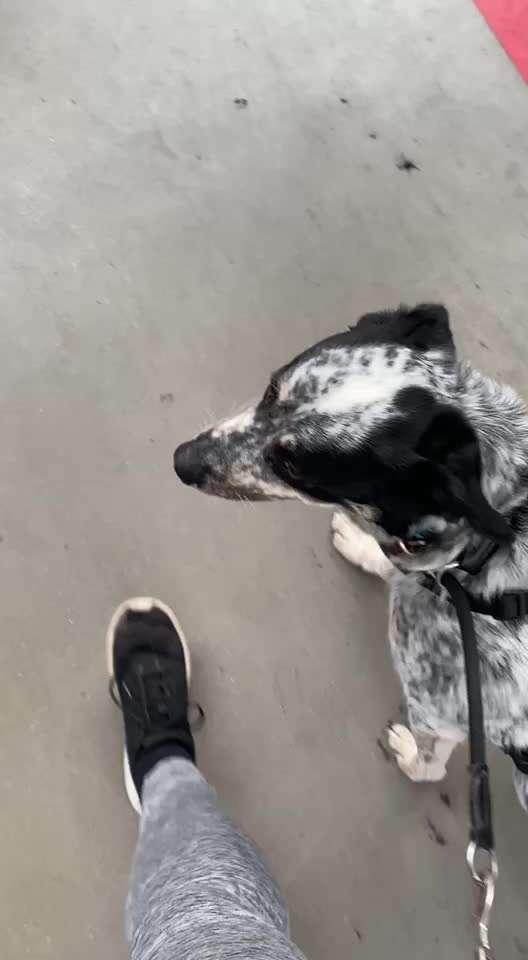 TierschutzhundeStammtisch🐕-Beitrag-Bild