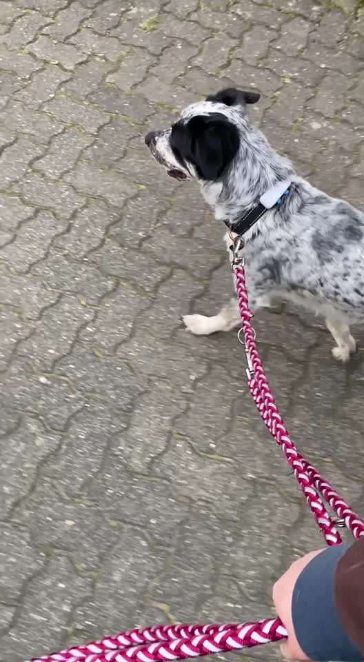 TierschutzhundeStammtisch🐕-Beitrag-Bild