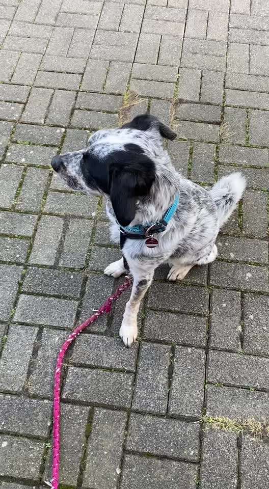 TierschutzhundeStammtisch🐕-Beitrag-Bild