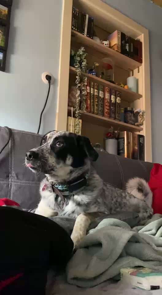 TierschutzhundeStammtisch🐕-Beitrag-Bild