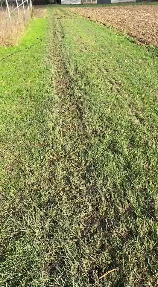 TierschutzhundeStammtisch🐕-Beitrag-Bild