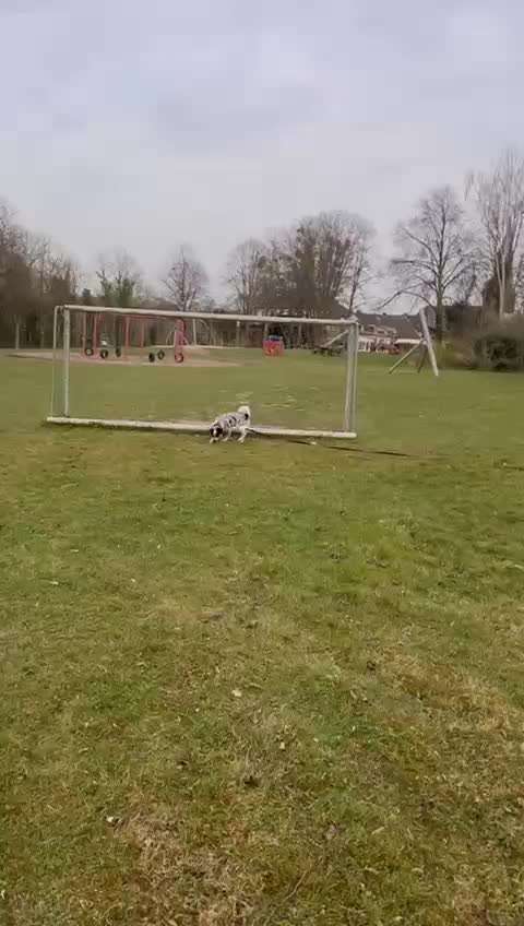 TierschutzhundeStammtisch🐕-Beitrag-Bild