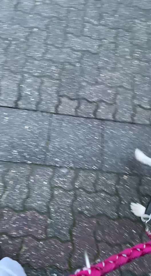 TierschutzhundeStammtisch🐕-Beitrag-Bild