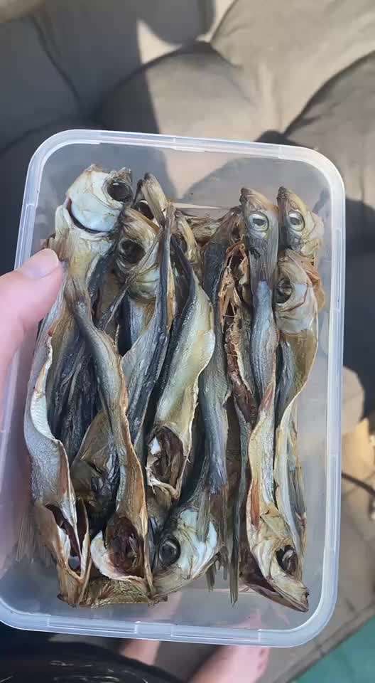 TierschutzhundeStammtisch🐕-Beitrag-Bild