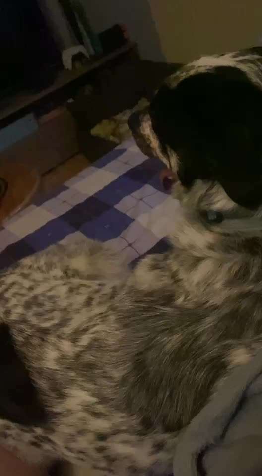 TierschutzhundeStammtisch🐕-Beitrag-Bild