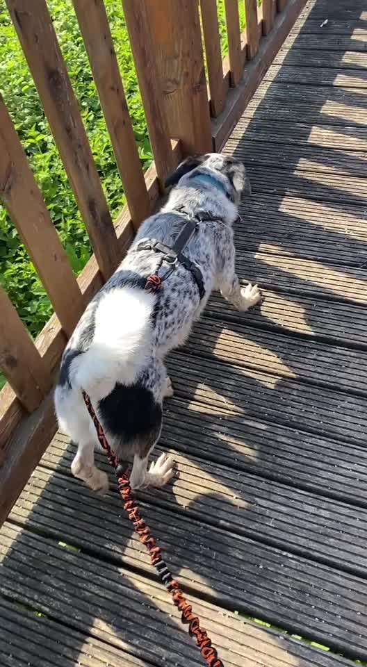 TierschutzhundeStammtisch🐕-Beitrag-Bild