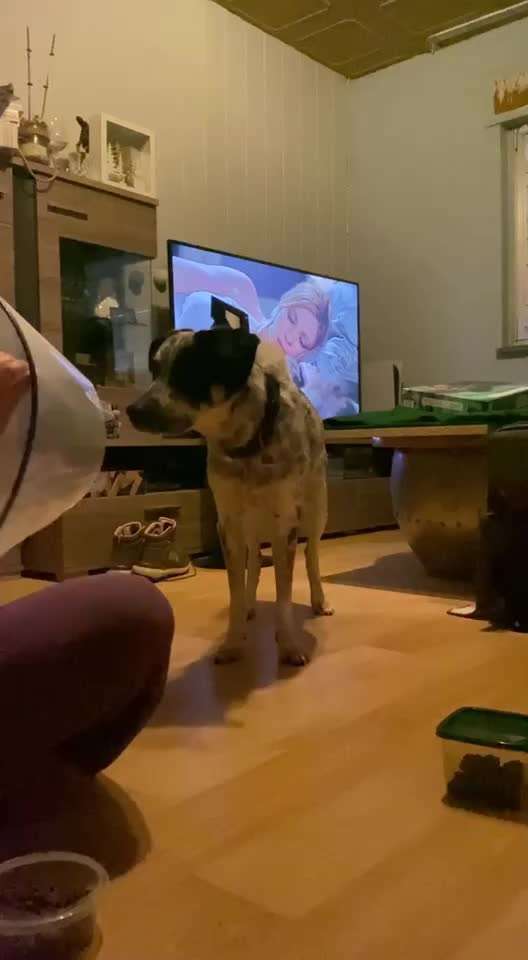 TierschutzhundeStammtisch🐕-Beitrag-Bild