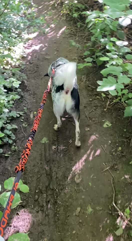 TierschutzhundeStammtisch🐕-Beitrag-Bild
