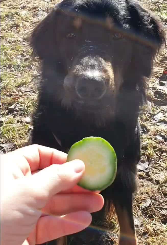 Lieblingsobst und -gemüse-Beitrag-Bild